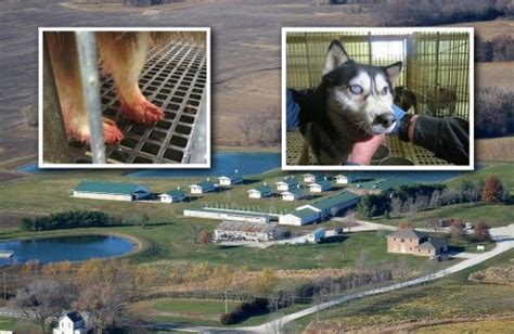 Usda Suspends License Of Major Iowa Dog Breeder With A History Of