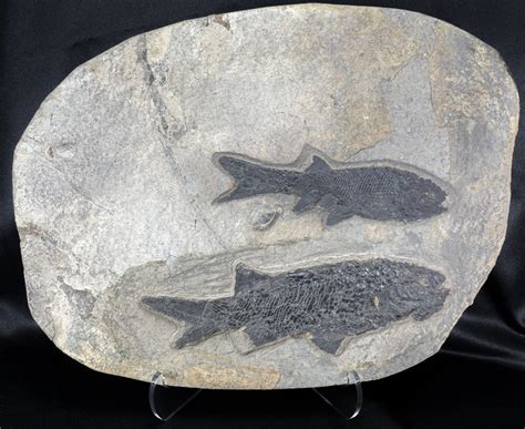 Permian Fish Fossil Paramblypterus Sp And Amblypterus Sp Chalk Hills