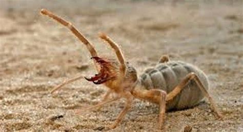 The Secret Weapon Of Nature In Iraqcamel Spiders By Sandra