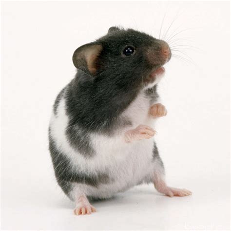 Other settings are already installed by default. Hamster Picture 835 1000 Jpg : Large Gorgeous Hamster ...