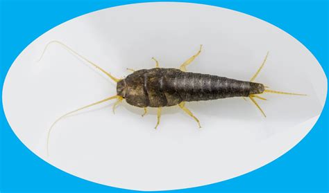 Insect Of The Month Common Silverfish Lepisma Saccharina Insects Limited Insects Limited