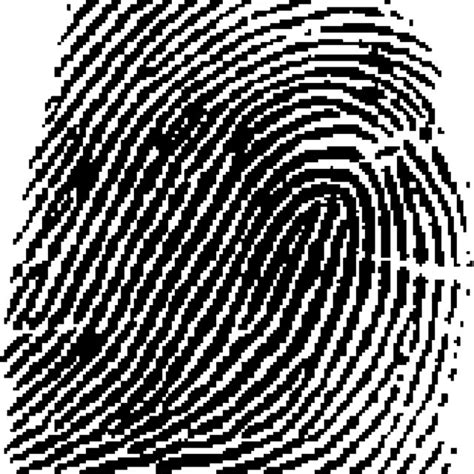 Orientation Field Of A Typical Fingerprint Image Download Scientific