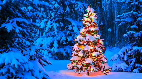 Christmas tree glowing outdoors in the forest at dusk | Windows 10 ...