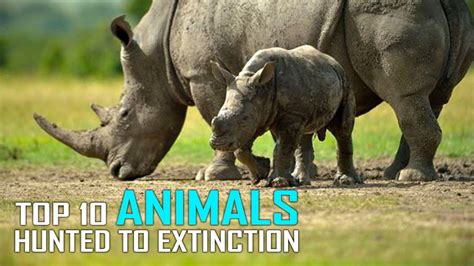 Top 10 Animals Hunted To Extinction Youtube