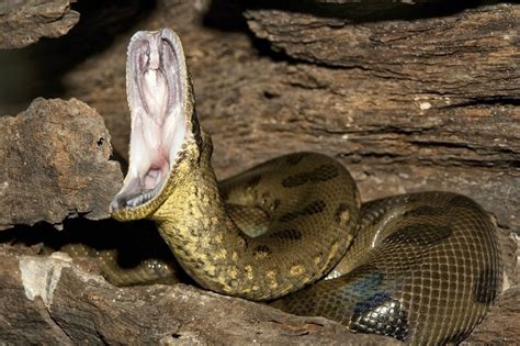 Anaconda Snake Facts Habitats Types And More