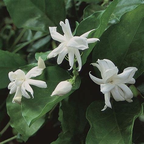 Jasmine ‘belle Of India Jasminum Sambac Fragrant Plant Jasmine