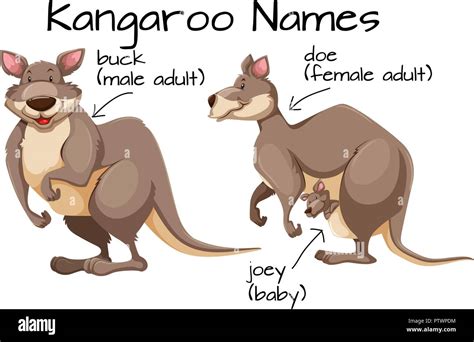 Kangaroo And Body Part Illustration Stock Vector Image And Art Alamy