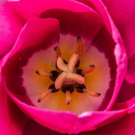 Macro Pink Tulip Flower Photography By Pixie Copley Lrps Saatchi Art
