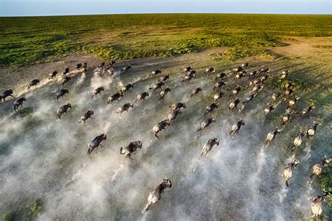 Wildebeest Migration Aerial