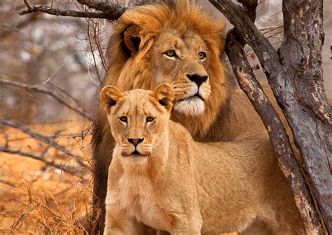 Lion And Lioness Lion And Lioness Lovers Youtube Jasmijn Theite