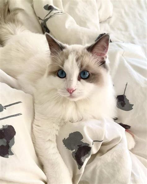 Blue Point Ragdoll Cat Info Facts Traits And More With Pictures