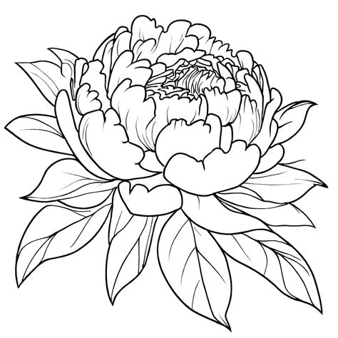 Peony Flower Printable Coloring Page Download Print Or Color Online