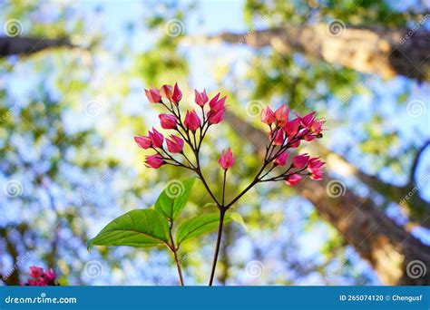 Pink Clerodendrum Thomsoniae Flower In Garden Stock Photo Image Of