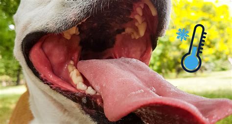 9 Reasons Why Your Dogs Mouth Is Cold Vet Barkmind