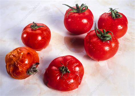 Genetically Engineered Tomatoes Stock Image G2600073 Science
