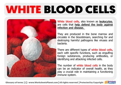 What Are White Blood Cells Definition Of White Blood Cells