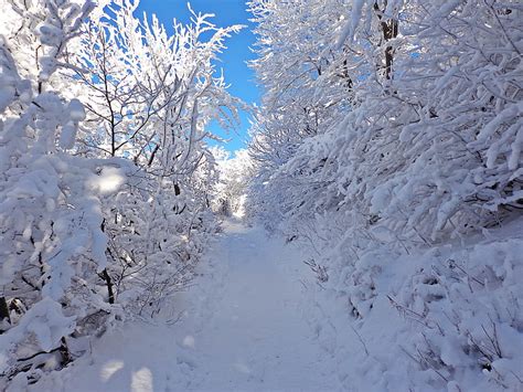 Royalty Free Photo Snow Covered Pathway During Daytime Pickpik