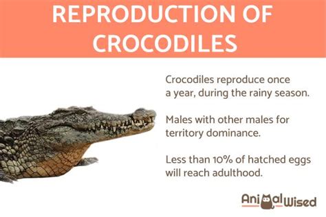 How Do Crocodiles Reproduce Courtship Mating Incubation And Hatching