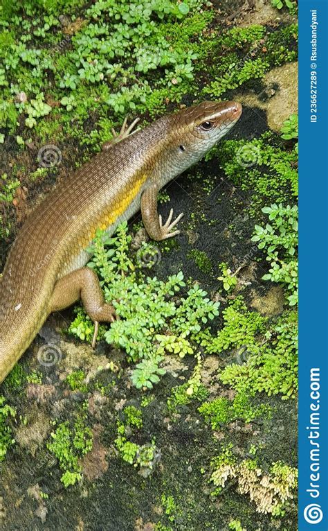 A Wanderer Lizard ðŸ¦Ž Stock Image Image Of Green Wildlife 236627289