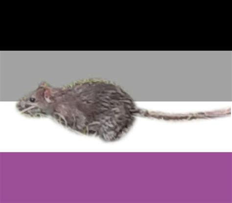 Ace Rat Pfp In 2022 Animals Hamster Rats