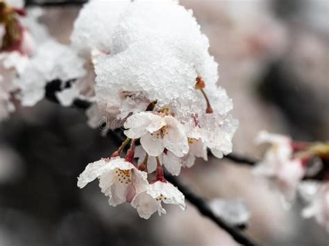 Japanese Sakura Cherry Blossoms In Snow 7 Stock Photo Image Of Park