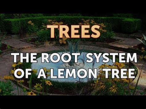 The two worst offenders are the citrus nematode (​ tylenchulus semipenetrans ​), and the bacteria causing fibrous root rot, ​ phytopthora parasitica ​. The Root System of a Lemon Tree - YouTube