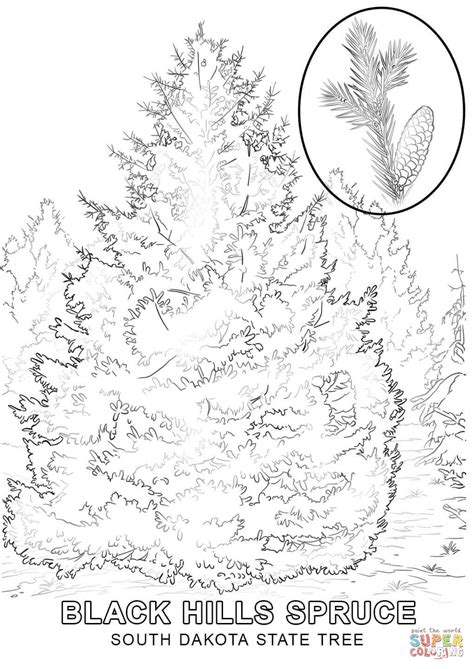 South Dakota State Tree Coloring Page Free Printable Coloring Pages