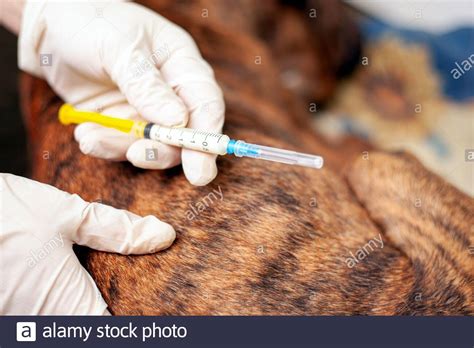 The Veterinarian Is Holding A Syringe In His Hands To Give An Injection