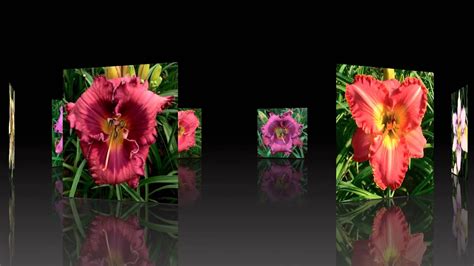 Hemera meaning day and kallos meaning beauty. Blue Ridge Daylilies Fall 2014 Daylily Introductions - YouTube