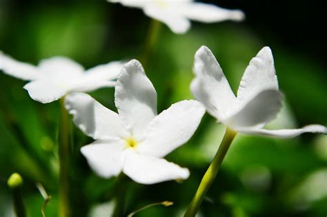 Our candles are nearly half the cost of our competition. Le jasmin étoilé pour un été parfumé - Jardiner en Ville