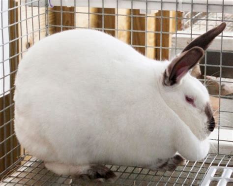 9 best meat rabbits for raising taste weight meat bone ratio and more