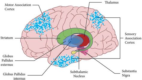 Thalamus Facts Position In Brain Summary And Function