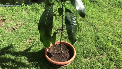 Growing Mango From Seed In Pots Trying Out Bonsai~part 2 Youtube
