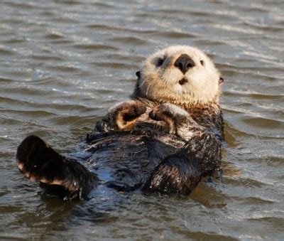 Actions, highlights, photos, attendees) is captured, easily searchable, and shareable with your team. Sea Otter - Pa Agualoo