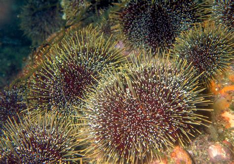Photos Of Sea Urchins Echinoidea