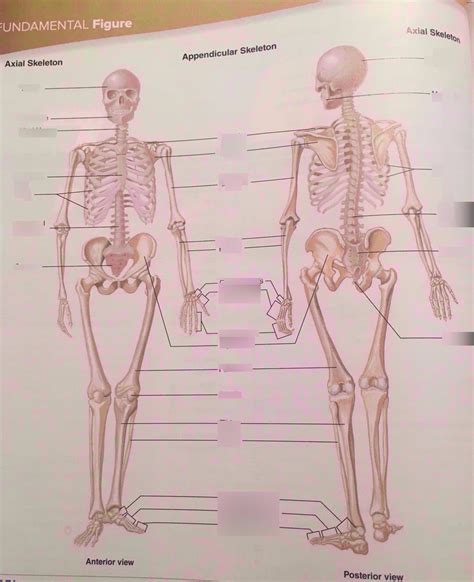 Complete Skeleton Part 1 Diagram Quizlet