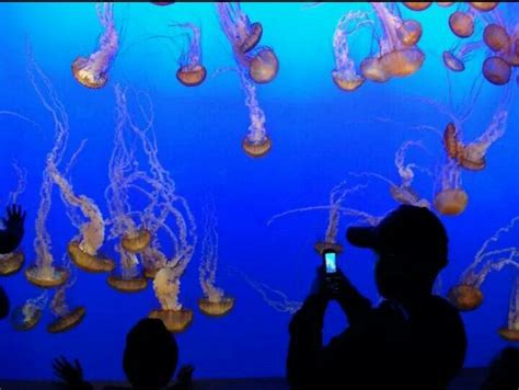My Kids Enjoying The Monterey Aquarium The Jelly Fish Tanks Are The
