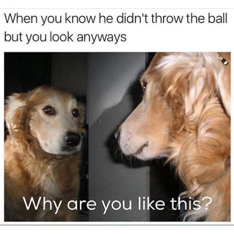 Funniest Golden Retriever Memes