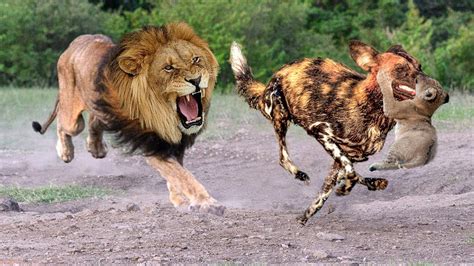 Mother Lion Save Lion Cubs From 10 Wild Dogs Epic Battle Wild Dogs Vs