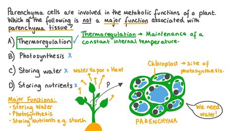Question Video Describing The Major Functions Of Parenchyma Tissue Nagwa