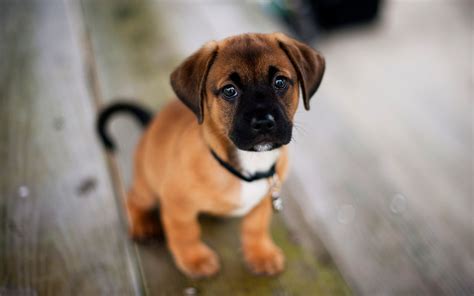 38 Cute Dog Pictures