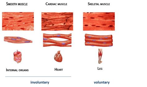 Skeletal Muscle Structure And Function Musculoskeletal