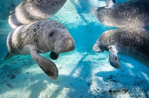 Swim With Manatees In This Charming Florida Town
