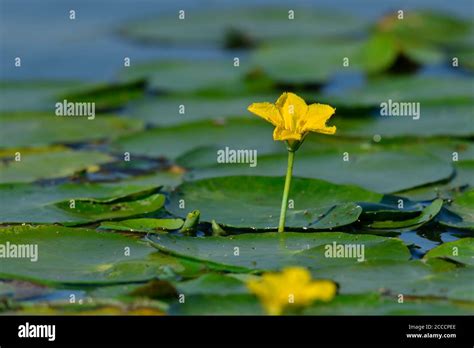 Fringed Water Lily Nymphoides Peltata Among Its Floating Leaves Stock