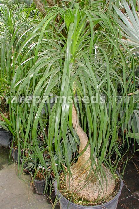 Highly trained agents, experienced customer service, all at a rate you can afford. Beaucarnea guatemalensis - Acheter des graines sur ...