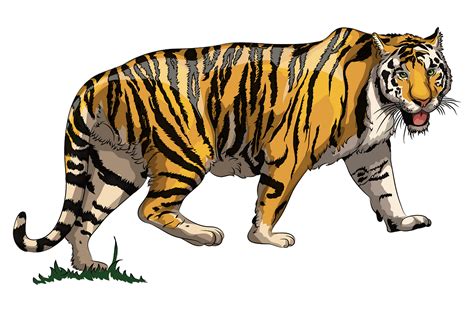 Free Tiger Cliparts Download Free Tiger Cliparts Png Images Free