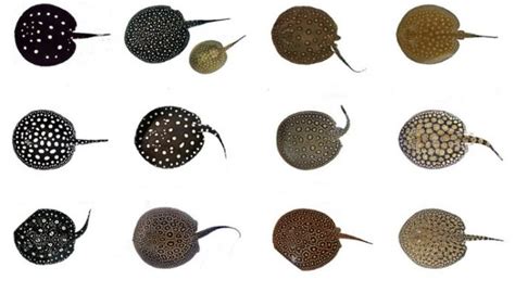 Ciri fisik ikan pari dimana ikan pari atau rays termasuk dalam jenis ikan termasuk dalam ikan bertulang rawan dan grup cartilaginous (last and stevens,1994). 8 Pari Air Tawar Hiasan Termahal Dunia!! - Umpan