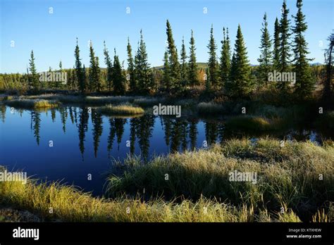 Beaver Pond Withgrass And Trees Frostcovered Along Klondike Highway