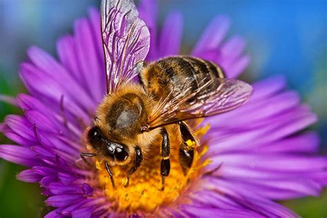 They fail to realize that plants suitable for bee pasturage must be planted in high numbers before any noticeable results are seen in the amount of honey that is. Macro Photography for Spring Flowers - Digital Photo Magazine