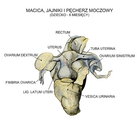 Atlas Anatomii Klinicznej